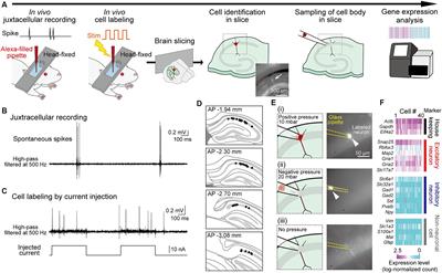 A method to analyze gene expression profiles from hippocampal neurons electrophysiologically recorded in vivo
